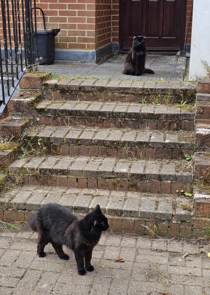 Passports, buckets and spades - the Excellent Cats go on their holidays