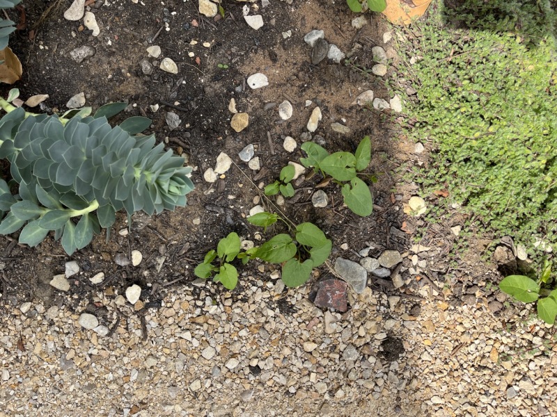 Which weeds do I have? How should I handle them?
