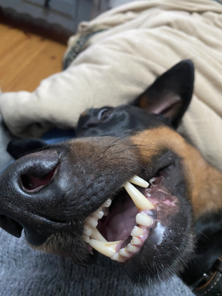 New puppy aggression