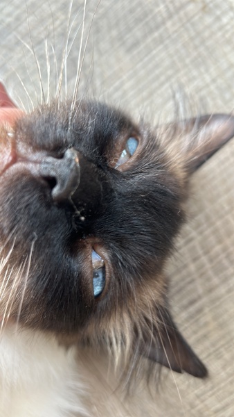 Film over part of cats eye
