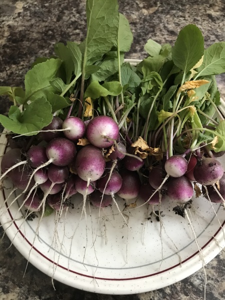 The Vegetable Patch 2024/2025