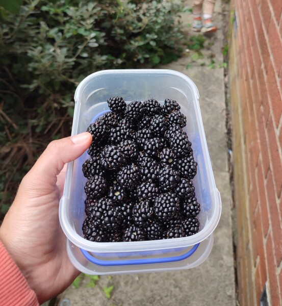 How are the blackberries around your way?