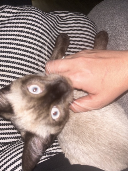 What is this cat??