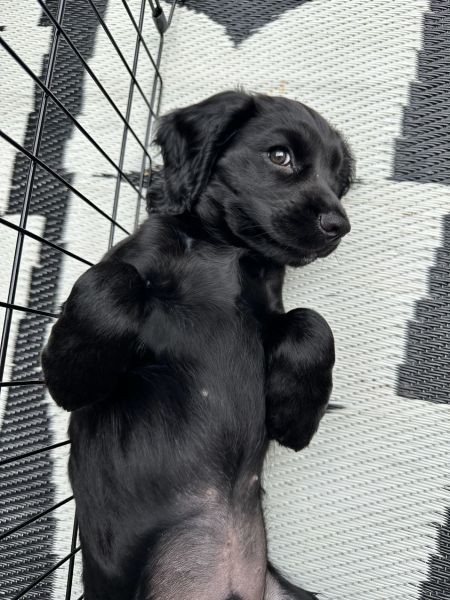 Puppy Survival Thread for New and Old Pups - Spring is around the corner!