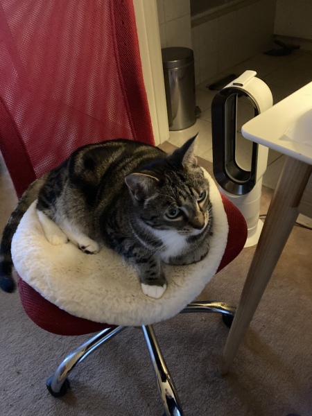 Passports, buckets and spades - the Excellent Cats go on their holidays