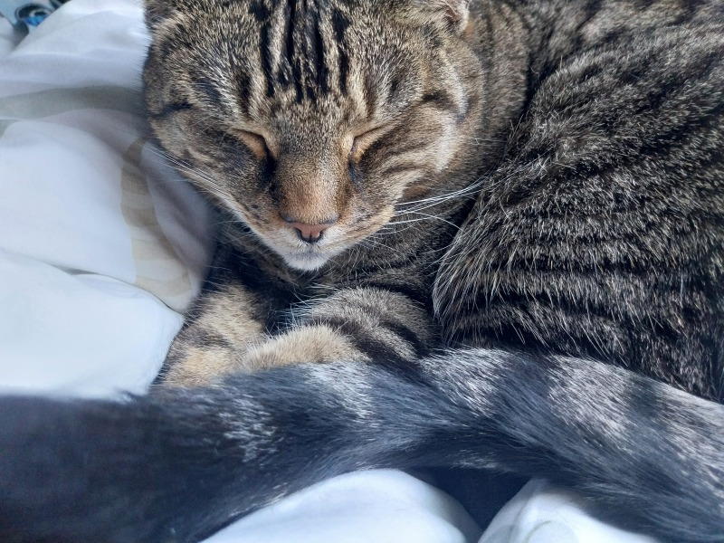 Thread 4 Starmer: Fighting back with brooms and community.