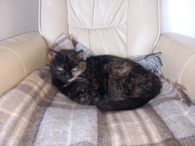 Oh help me, I looked at the "cats needing homes" page!