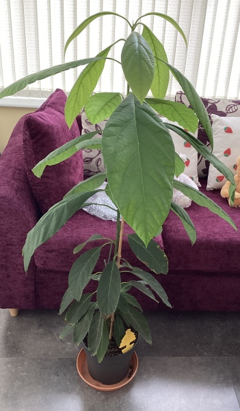 Growing an avocado plant