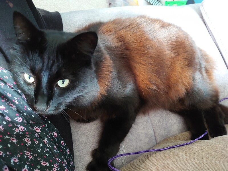 Passports, buckets and spades - the Excellent Cats go on their holidays