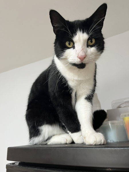 Passports, buckets and spades - the Excellent Cats go on their holidays