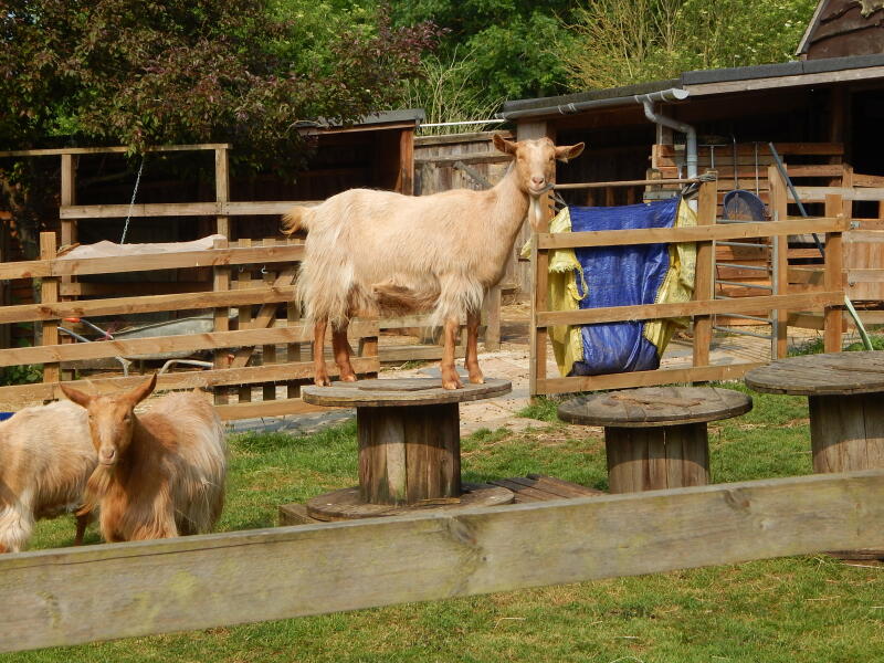 The Bluestocking is reopening