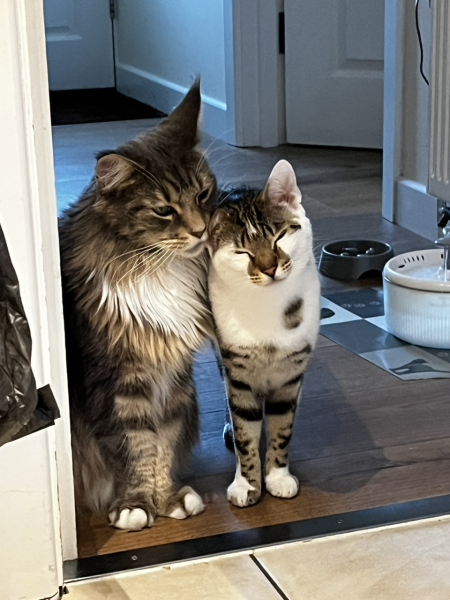 Happy International Cat Day
