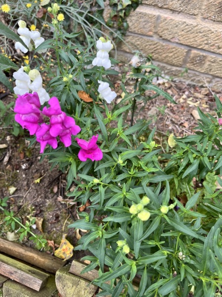 Is this a snap dragon?