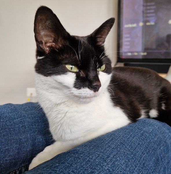 What to think about when considering a cat?