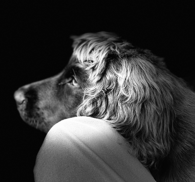 Puppy Survival Thread for New & Old Pups - Soon be Autumn 2024