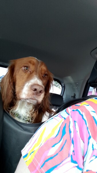Puppy Survival Thread for New & Old Pups - Soon be Autumn 2024