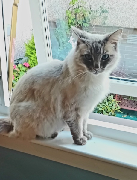 Passports, buckets and spades - the Excellent Cats go on their holidays