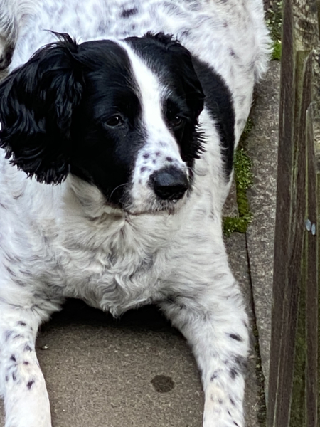 The Best Dog in the World