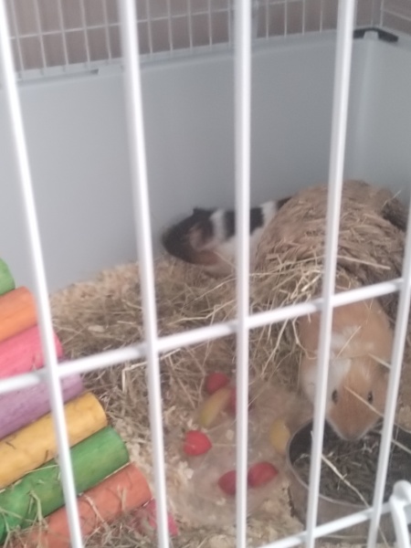 Guinea pigs and cats, knock some sense onto me please!