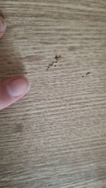 Anybody know what these are? (Probably insect related)