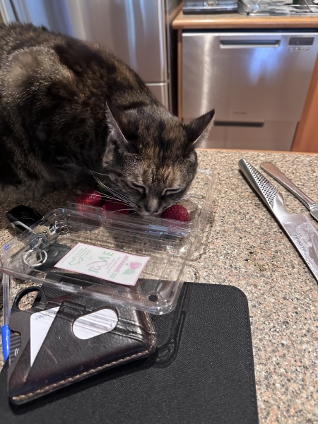 Passports, buckets and spades - the Excellent Cats go on their holidays