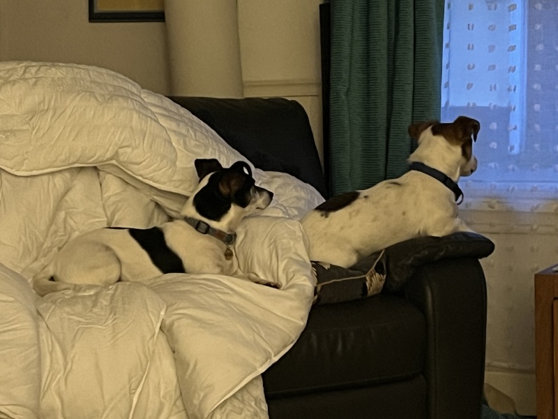 Thread 4 Starmer: Fighting back with brooms and community.