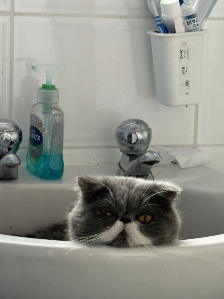 Magnificent Moustaches