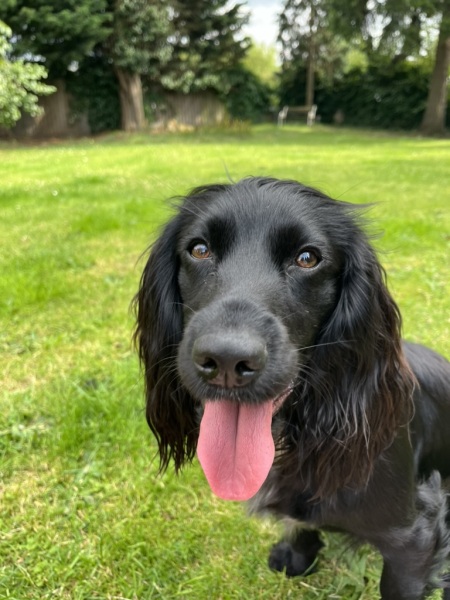 Puppy Survival Thread for New & Old Pups - Soon be Autumn 2024