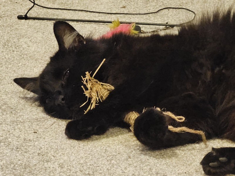 Passports, buckets and spades - the Excellent Cats go on their holidays