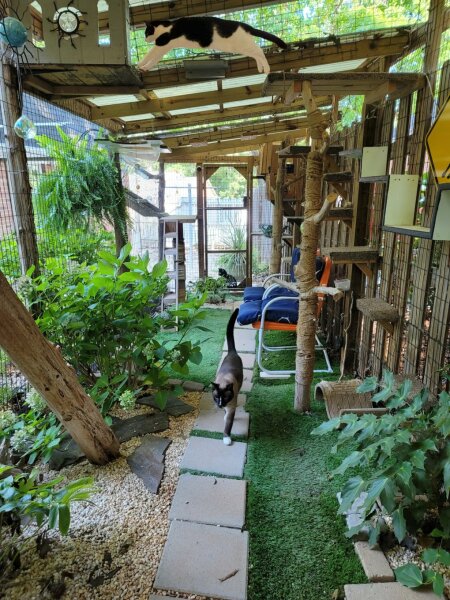 Ask neighbour to relocate cat scarer as the noise is so annoying?