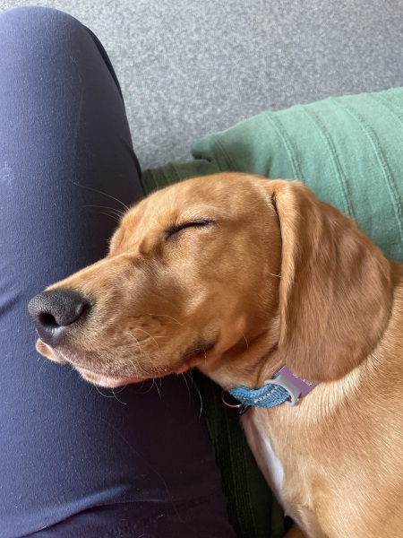 Puppy Survival Thread for New & Old Pups - Soon be Autumn 2024