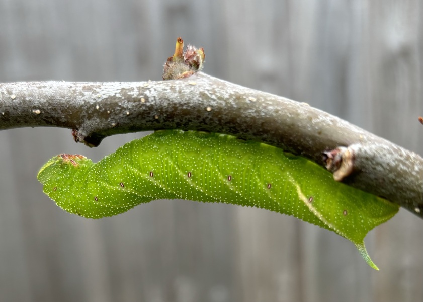Are these eyed hawk moth caterpillars and will my apple tree survive?