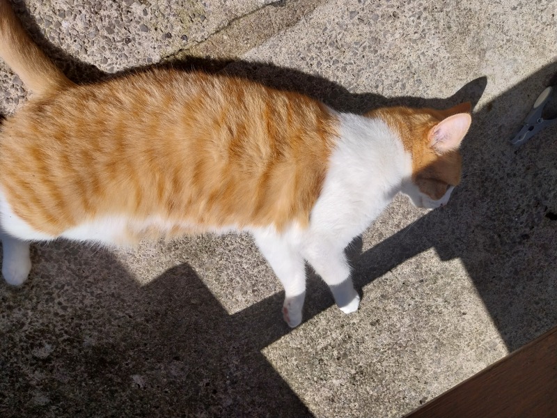 Thread 6 Starmer: We're going to need a bigger skip!