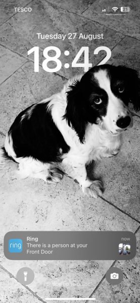 Working Cocker Spaniel?