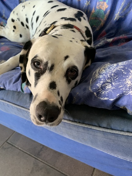 The Best Dog in the World