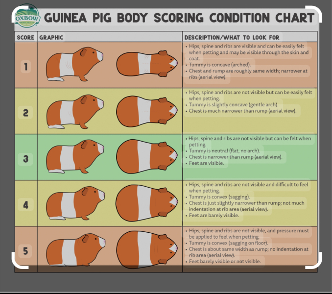 Does my guinea pig look pregnant