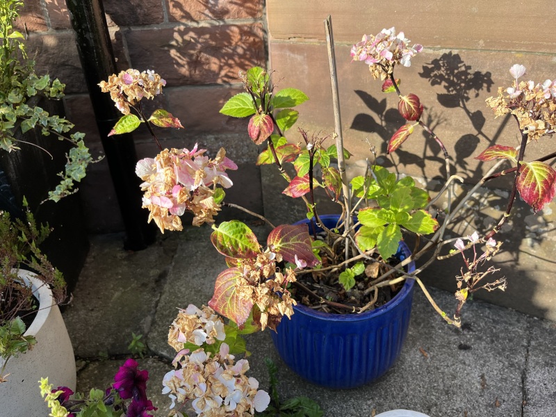 Sad Hydrangeas