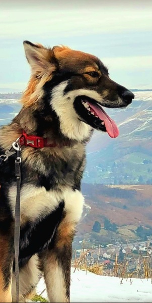 September’s Dog of the Month: Share Your Photos & Win £100! 🐾