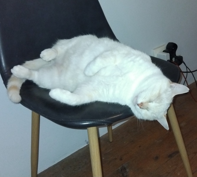 Happy International Cat Day