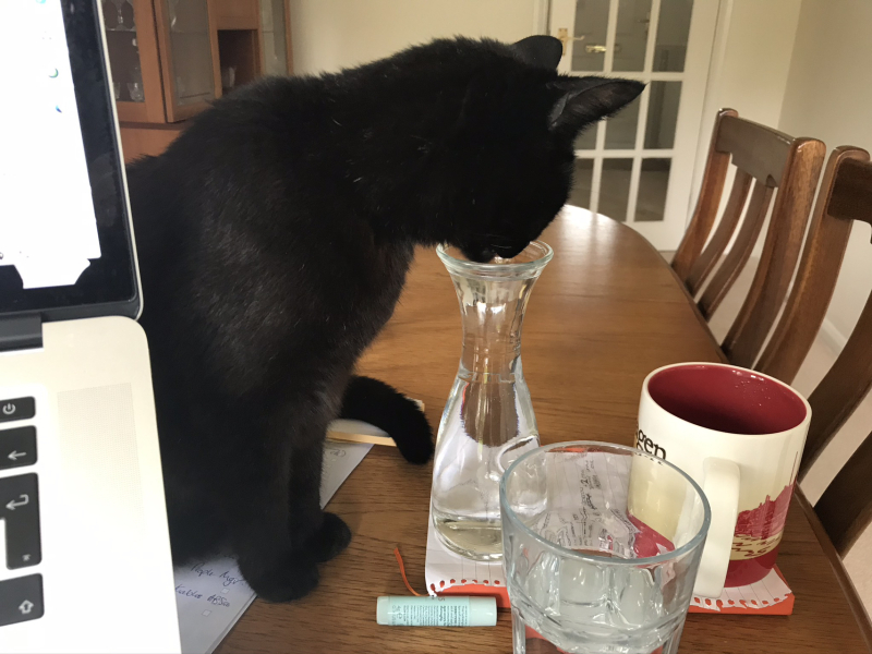 Passports, buckets and spades - the Excellent Cats go on their holidays