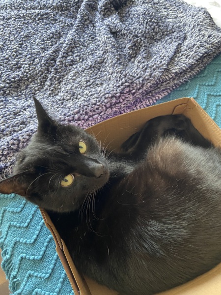 Happy International Cat Day