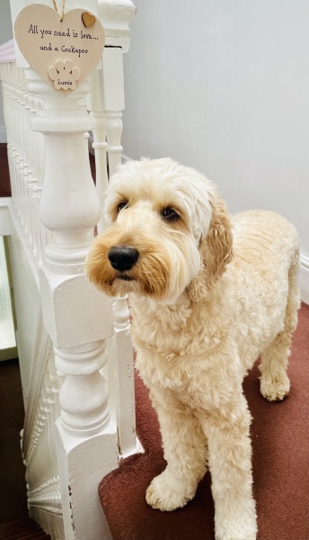 September’s Dog of the Month: Share Your Photos & Win £100! 🐾