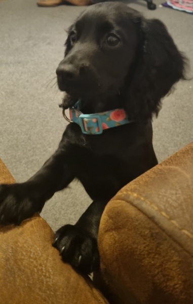 September’s Dog of the Month: Share Your Photos & Win £100! 🐾
