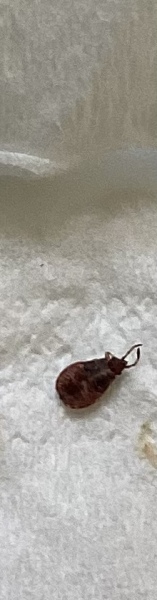 What is this bug that bit me?