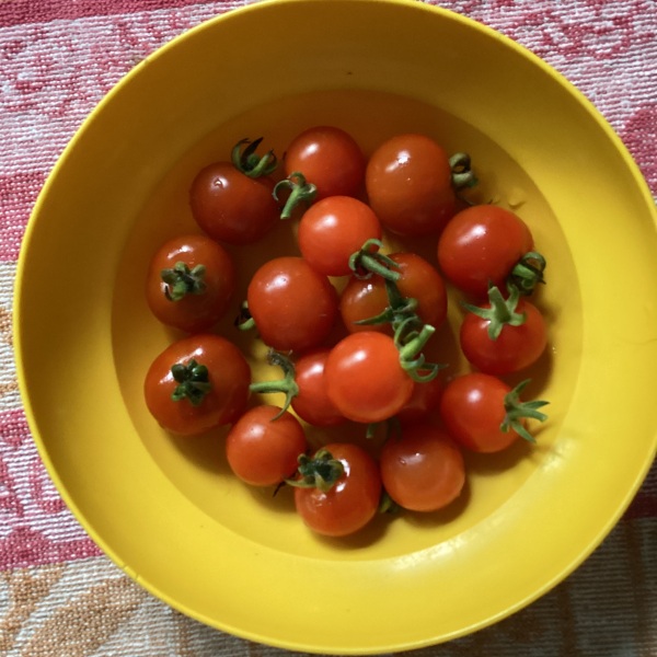 The Vegetable Patch 2024/2025