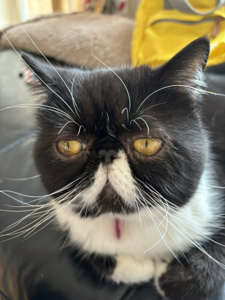 Magnificent Moustaches