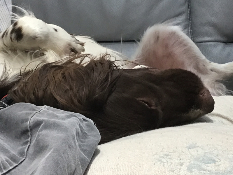 Thread 4 Starmer: Fighting back with brooms and community.