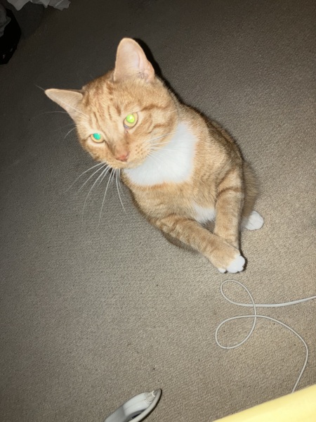 Passports, buckets and spades - the Excellent Cats go on their holidays