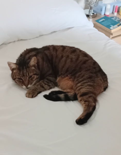 Passports, buckets and spades - the Excellent Cats go on their holidays