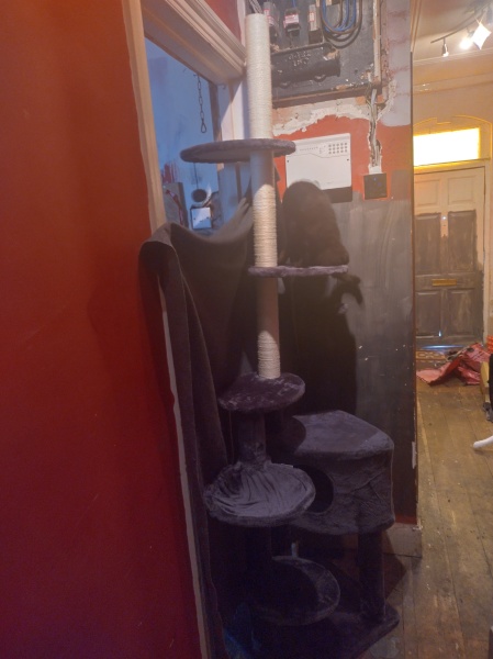 Passports, buckets and spades - the Excellent Cats go on their holidays